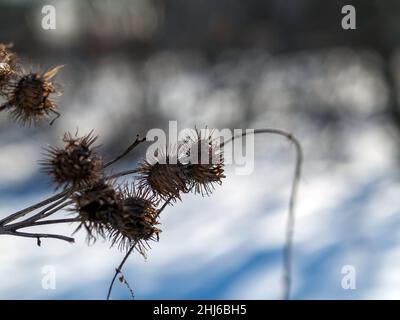 Klette die Dornen auf den Büschen an einem klaren Tag, im Winter Stockfoto