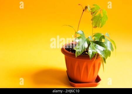 Heimpflanze Rhoicissus in einem Topf. Grünes Haus, Pflanzenpflege, Rebe der Rebsorte Stockfoto