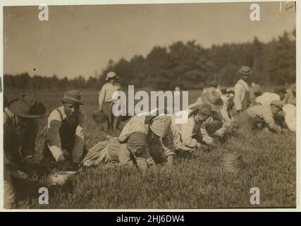 Susie Fava. Picks 8 Eimer pro Tag. So 8 Jahre alt. 8 Cent bekommt einen Eimer. Stockfoto