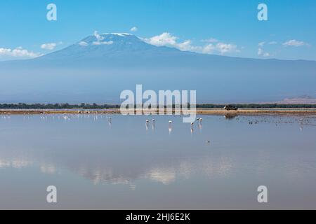 Kleinere Flamingos ernähren sich am See Amboseli, Amboseli National Park, Kenia Stockfoto