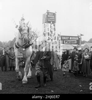 Cart hourse mit seinem Bräutigam John Barratt. Altrincham Landwirtschaftsmesse. Altrincham, Trafford, Greater Manchester. 23rd. Oktober 1957 Stockfoto