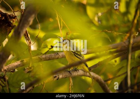 Gewöhnlicher IORA, Aegithina tiphia, Uttarakhand, Indien Stockfoto