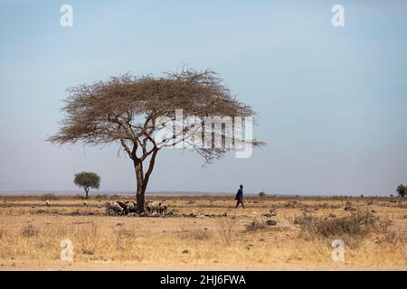 AMBOSELI-NATIONALPARK - 17. SEPTEMBER 2018: Ziegenherde unter einem Baum in der afrikanischen Savanne Stockfoto