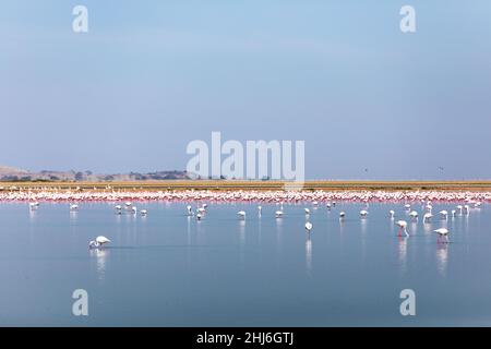 Große Flamingos-Herde im Amboseli-Nationalpark, Kenia Stockfoto