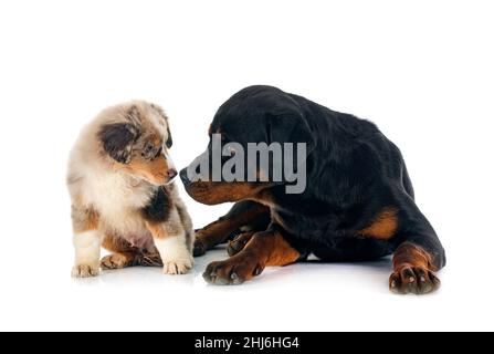 Miniatur American Shepherd und Rottweiler vor weißem Hintergrund Stockfoto