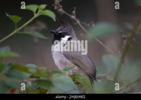 Himalayan bulbul, Pycnonotus leucogenys, Indien Stockfoto