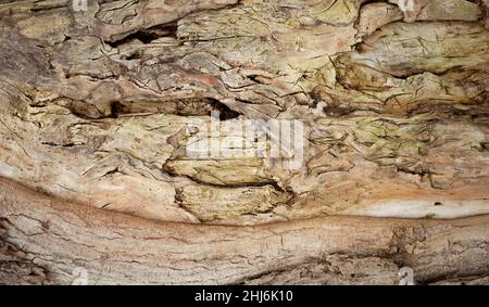 Geprägte Rinde Textur von alten Baum Holz Muster Detail, Makrofotografie. Natur Panoramic Foto des Baumes Textur Oberfläche abstrakten Hintergrund, verwenden Stockfoto