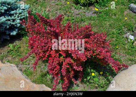 Blühender Berberis thunbergii, Sorte Roter Teppich mit hellrotem Laub und gelben Blüten im Frühlingsgarten unter Steinen. Dekorativer L Stockfoto