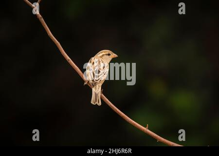 Haus Sparrow auf Barsch, Hampi, Karnataka, Indien Stockfoto