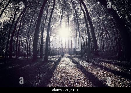 Sonne scheint durch Bäume im Wald Stockfoto