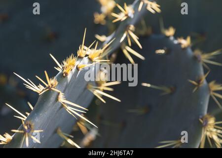 Nahaufnahme eines leuchtend grünen Kaktus unter einer strahlenden tropischen Sonne. Stockfoto