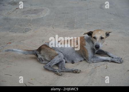 Hund liegt auf Sand auf der Straße. Hunde in den Straßen Indiens allein verlassen. : Udaipur Indien - Juni 2020 D3N Stockfoto