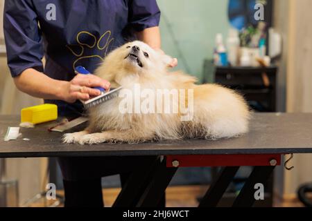 Groomer Kämmen Wolle von spitz im Salon, Pflege Master schneidet und Rasuren, pflegt einen Hund im professionellen Salon Stockfoto