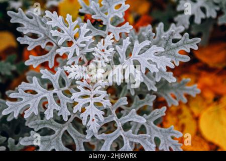 Nahaufnahme Silberrautblätter oder Senecio cineraria dekorative Kulturpflanze, die im Garten wächst. Stockfoto