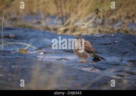 Kestrel, Falco tinnunculus, Madhya Pradesh, Indien Stockfoto