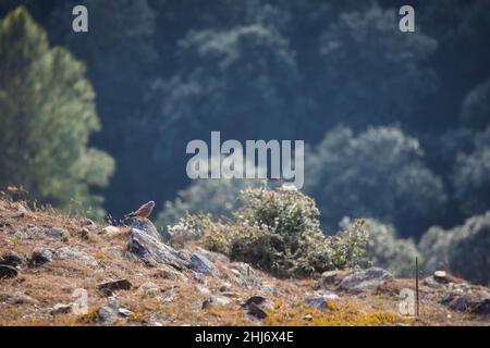 Kestrel, Falco tinnunculus, Madhya Pradesh, Indien Stockfoto