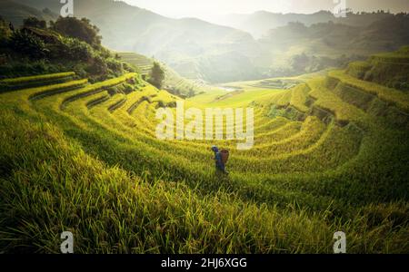 Bauer auf Reisfeldern auf terrassenförmig in Regenzeit bei Mu cang chai, Vietnam. Reisfelder bereiten sich auf die Transplantation in Nordwest-Vietnam vor Stockfoto