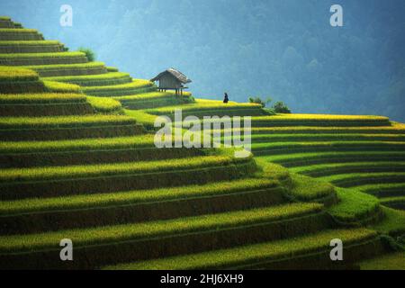 Reisfelder auf terrassenförmig in der Regenzeit in Mu cang chai, Vietnam. Reisfelder bereiten sich auf die Transplantation in Nordwest-Vietnam vor Stockfoto