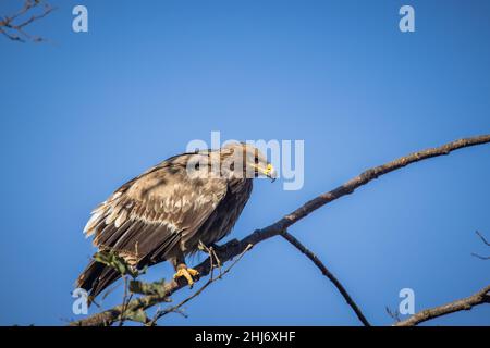 Steppenadler, Aquila nipalensis, Uttarakhand, Indien Stockfoto