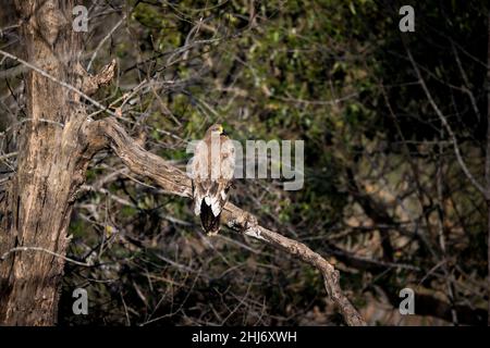 Steppenadler, Aquila nipalensis, Uttarakhand, Indien Stockfoto