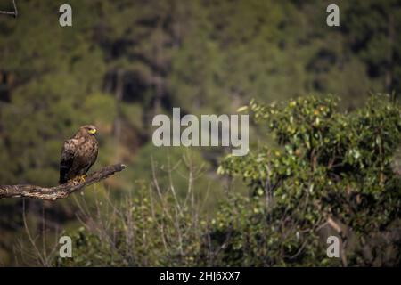 Steppenadler, Aquila nipalensis, Uttarakhand, Indien Stockfoto