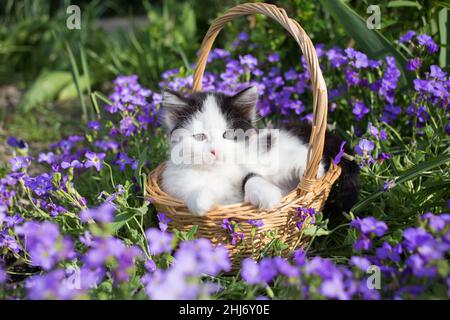 Niedliches kleines schwarz-weißes Kätzchen sitzt in einem Weidenkorb in einem Blumenbett inmitten von Grün und kleinen lila Blüten an einem sonnigen Tag. Geliebtes Haustier in der Natur Stockfoto