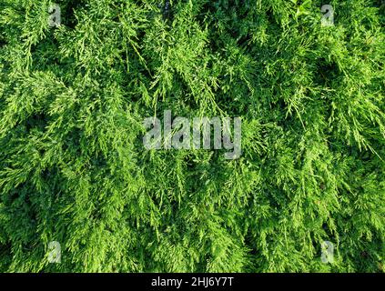 Grüne Blätter des Wacholders, selektiver Fokus mit geringer Schärfentiefe. Stockfoto