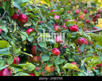 Apple tree with fruits in garden Stockfoto