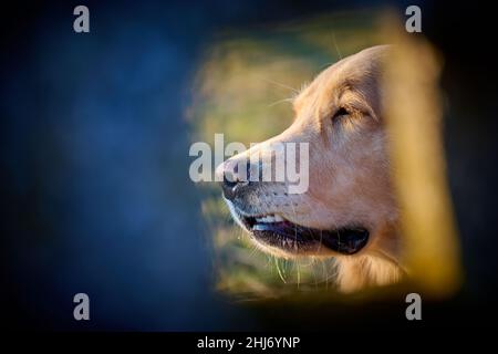 Golden Retriever Hund genießt die Natur an einem Sommertag Stockfoto