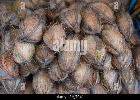 Haufen Kokosnüsse auf dem indischen Lebensmittelmarkt. Gruppe kleiner, ganz frischer brauner Kokosnüsse auf dem Einzelhandelsmarkt, Nahaufnahme, Blick aus der Nähe. Haufen von vielen Coco Stockfoto