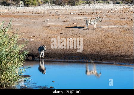 Eine Gruppe von Burchell's Zebra Gefilde - Equus quagga burchelli - in der Nähe einer Wasserstelle auf den Ebenen der Etosha Nationalpark, Namibia. Stockfoto