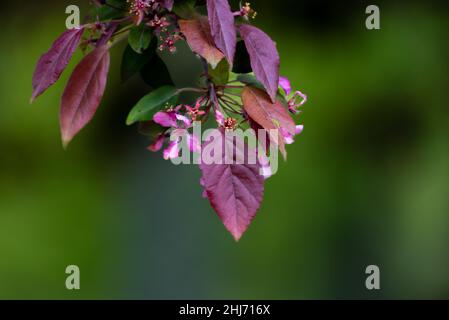 Kupferbuche oder violette Buche Fagus sylvatica purpurea Stockfoto