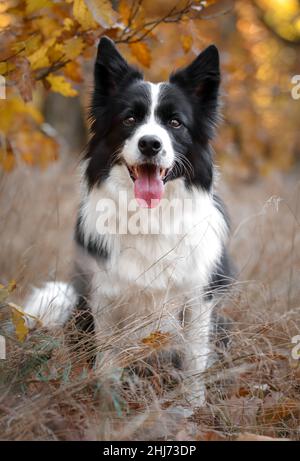 Vorderseite Porträt des Sitzbundes Collie mit Zunge aus im Herbst Natur. Fröhlicher schwarzer und weißer Hund smiles während der Herbstsaison. Stockfoto