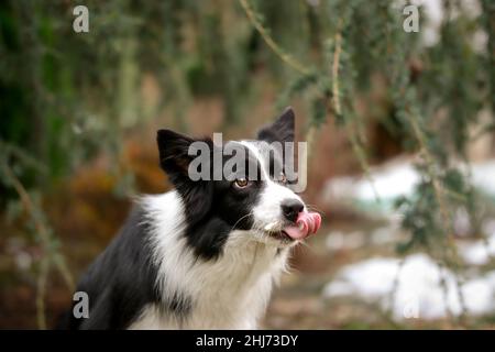 Cute Border Collie mit Zunge draußen. Entzückender schwarzer und weißer Hund leckt im Garten seinen Fang. Stockfoto