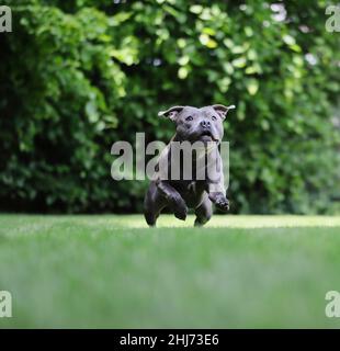 Happy Staff Bull läuft im Green Garden. Cute Blue Staffordshire Bull Terrier aktiv auf Gras. Stockfoto