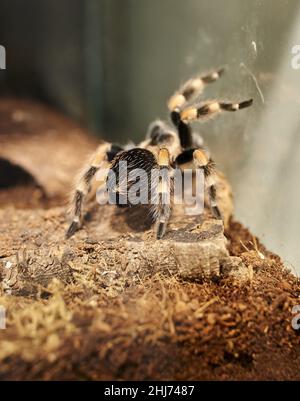 Vertikale Aufnahme einer schwarzen Tarantula auf dem verschwommenen Hintergrund Stockfoto