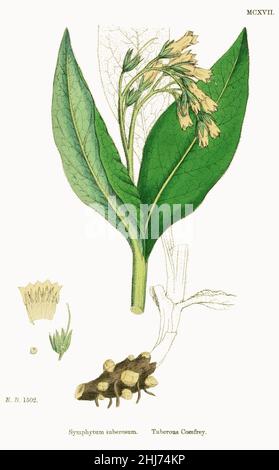 Symphytum tuberosum - Englische Botanik, oder farbige Figuren britischer Pflanzen - vol. 7 - t. 1117. Stockfoto