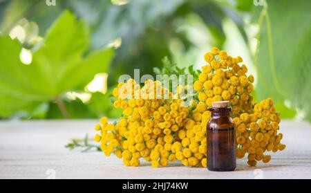 Öle aus der Immortelle-Pflanze. Natur. Selektiver Fokus Stockfoto