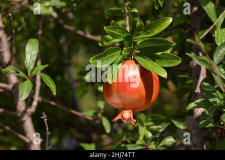 Reife Granatapfelfrüchte hängen im Garten an einem Baum Stockfoto