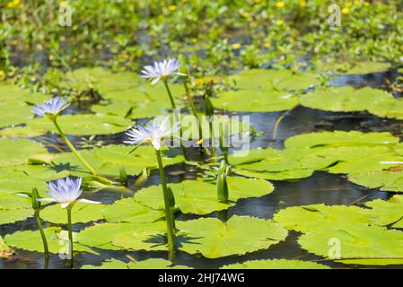 Cape Waterlilies (Nymphaea caerulea) hier gezeigt der Anbau an der Mid-Coast NSW gilt in Queensland und New South Wales als ökologisches Unkraut Stockfoto