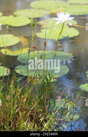 Cape Waterlilies (Nymphaea caerulea) hier gezeigt der Anbau an der Mid-Coast NSW gilt in Queensland und New South Wales als ökologisches Unkraut Stockfoto