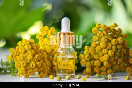 Öle aus der Immortelle-Pflanze. Natur. Selektiver Fokus Stockfoto