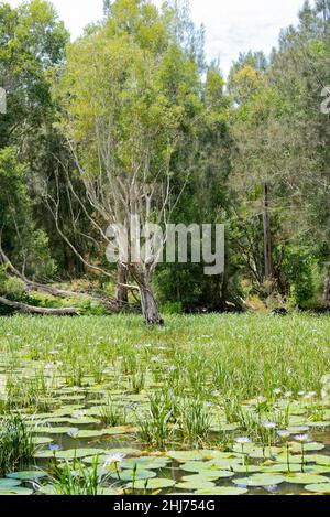 Cape Waterlilies (Nymphaea caerulea) hier gezeigt der Anbau an der Mid-Coast NSW gilt in Queensland und New South Wales als ökologisches Unkraut Stockfoto