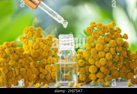 Öle aus der Immortelle-Pflanze. Natur. Selektiver Fokus Stockfoto