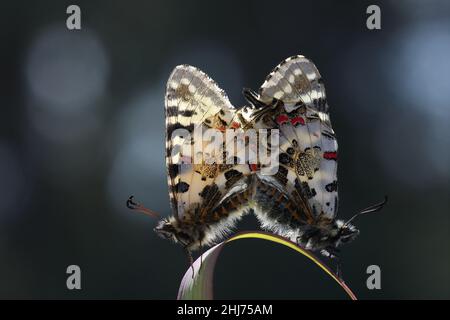 Paarung Eastern Festoon (Allancastria cerisyi) Schmetterlinge Stockfoto