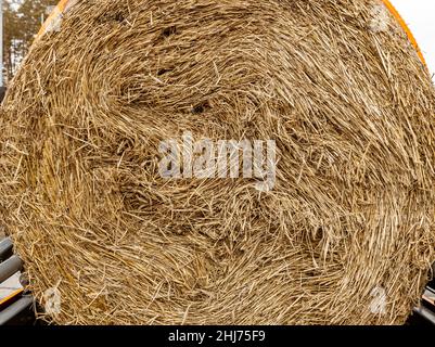 Landmaschinen. Die Elemente und Komponenten der landwirtschaftlichen Techniken. Rundballen Heu aus der Nähe. Stockfoto