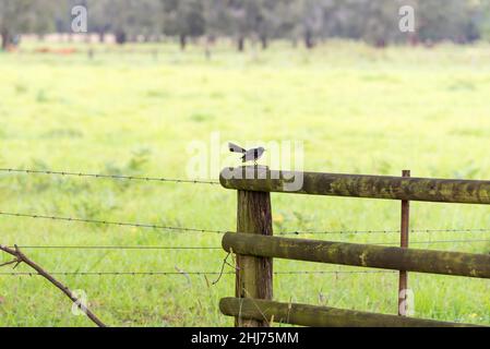 Ein australischer Willy-Wagtail-Vogel (Rhipidura leucophrys) steht mit seiner Fantail auf einem Holzzaunpfosten mit einer großen grünen Weide im Hintergrund Stockfoto