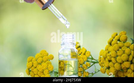 Öle aus der Immortelle-Pflanze. Natur. Selektiver Fokus Stockfoto