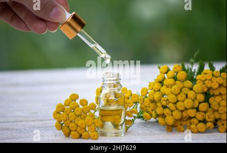 Öle aus der Immortelle-Pflanze. Natur. Selektiver Fokus Stockfoto