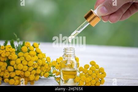 Öle aus der Immortelle-Pflanze. Natur. Selektiver Fokus Stockfoto